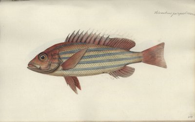 Lutjanus quinquelineatus, antes de 1790 de Johann Friedrich Hennig