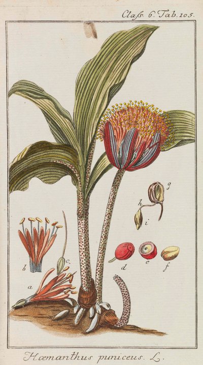 Selección de plantas hermosas y raras, 1795-1798 de Johannes Zorn