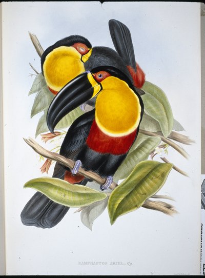 Tucán Ariel de John (after) Gould