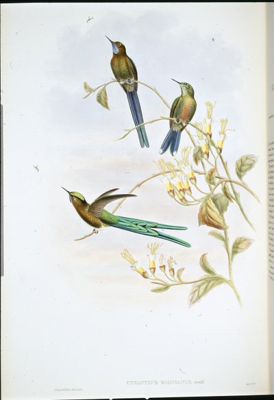 Silfo boliviano de John (after) Gould