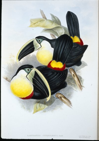 Tucán de pecho limón (Ramphastos Citreolaemus) de John (after) Gould