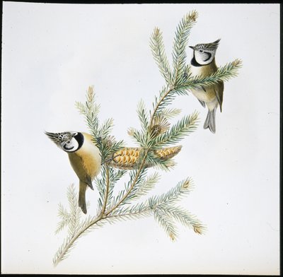 Herrerillo capuchino (Parus Cristatus) de John (after) Gould