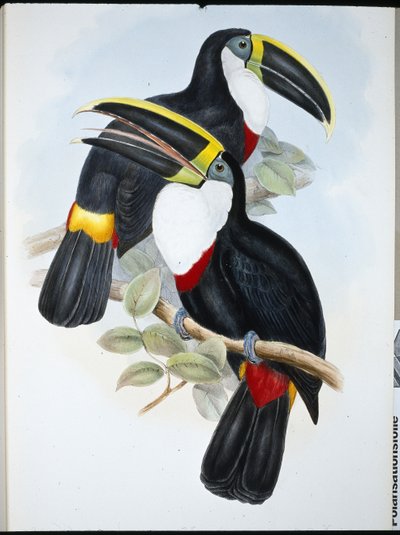 Tucán culminado (Ramphastos Culminatus) de John (after) Gould