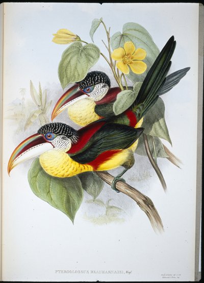 Aracari de cresta rizada (Pteroglossus Beauharnaisi) de John (after) Gould