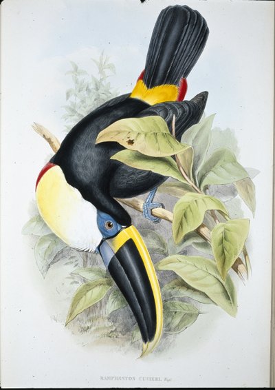 Tucán de Cuvier (Ramphastos Cuvieri) de John (after) Gould