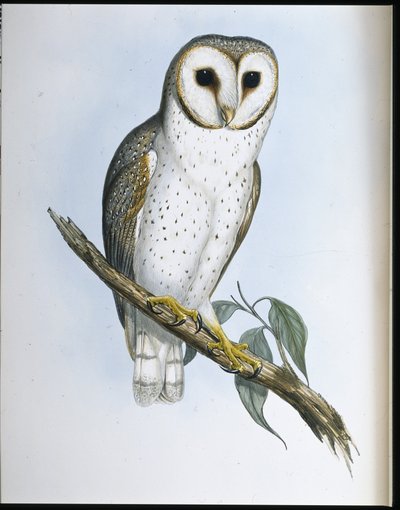 Búho Delicado (Strix Delicatulis) de John (after) Gould