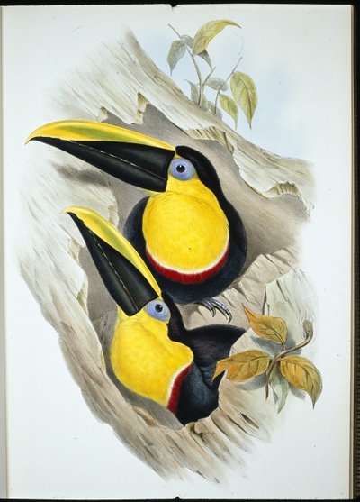 Tucán dudoso (Ramphastos Ambiguus) de John (after) Gould