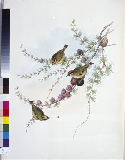 Reyezuelo sencillo (Regulus Regulus) de John (after) Gould