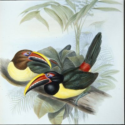 Aracari Verde (Pteroglossus Viridis) de John (after) Gould