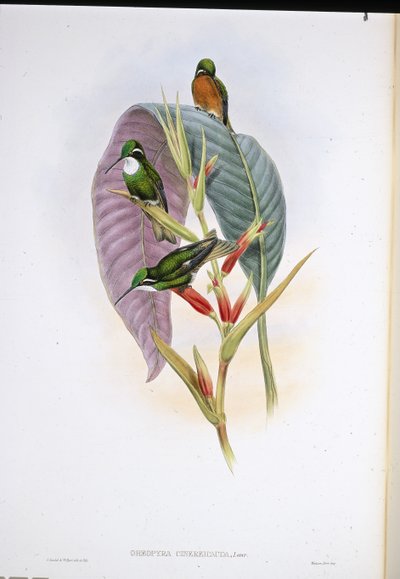 Colibrí de Cola Gris (Oreopyra Cinereicauda) de John (after) Gould