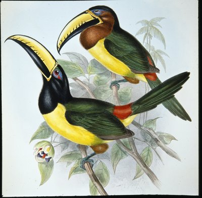 Aracari de Humboldt (Pteroglossus Humboldti) de John (after) Gould