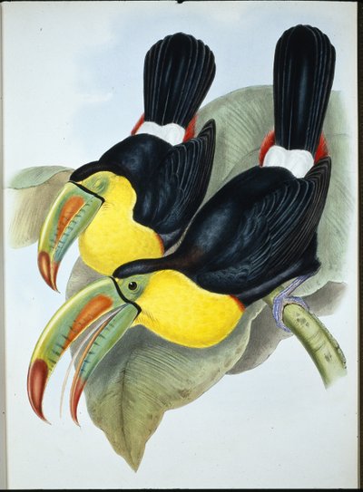 Tucán de Pico de Quilla (Ramphastos Carinatus) de John (after) Gould