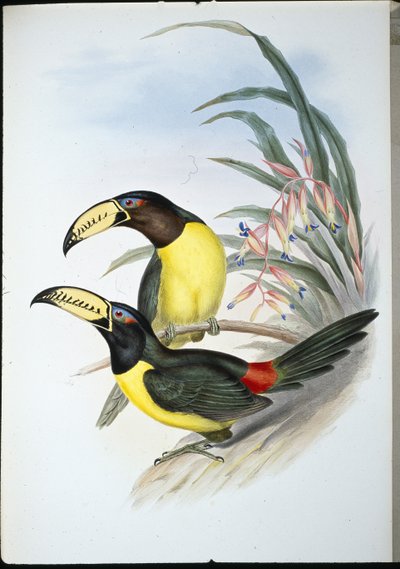 Aracari letrado de John (after) Gould