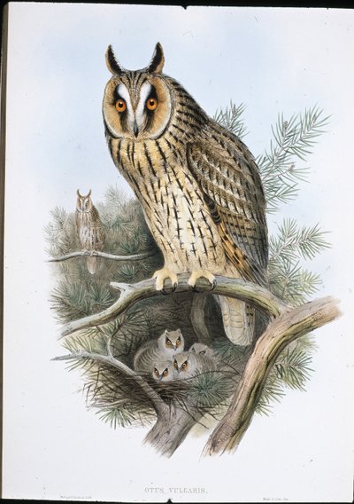 Búho de orejas largas (Otus Vulgaris) de John (after) Gould