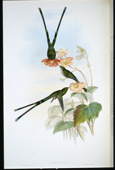 Nouna-koali (Lesbia nuna) de John (after) Gould