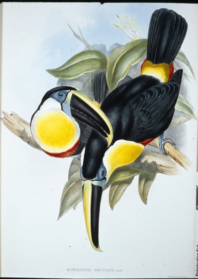 Tucán osculante (Ramphastos Osculans) de John (after) Gould