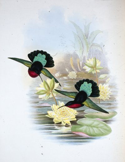 Caribe de pecho púrpura de John (after) Gould