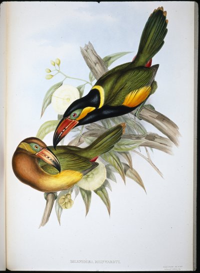 Tucán de Reinwardt (Selenidera Reinwardti) de John (after) Gould