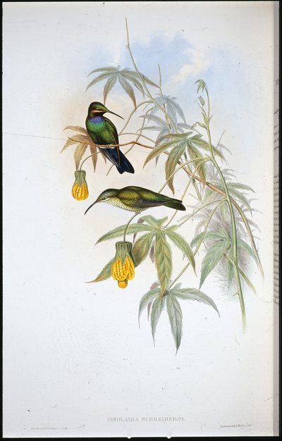 Colibrí de Schreiber (Ionolaima Schreibersi) de John (after) Gould