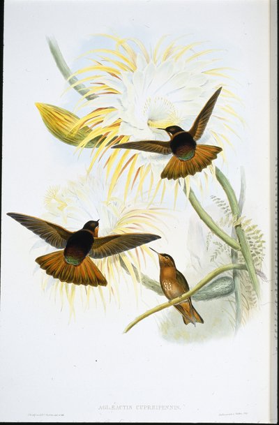 Rayo de sol brillante (Agliaeactis Cupripennis) de John (after) Gould