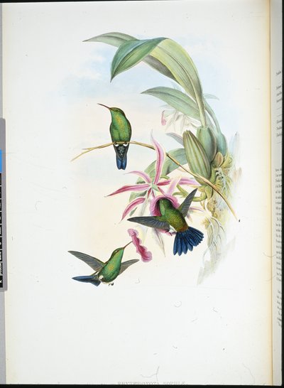 Eritronota de Sofía (Erythronota Sophiae) de John (after) Gould