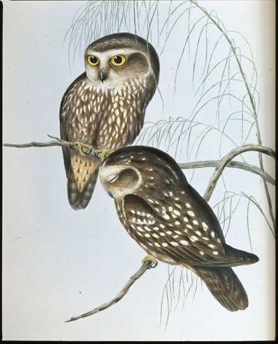 Búho Manchado (Athene Maculata) de John (after) Gould