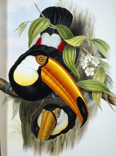 Tucán toco (Ramphastos Toco) de John (after) Gould