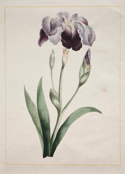 Iris japonés (Iris azul grande) de John Edwards