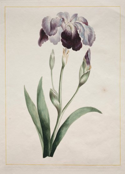 Iris japonés, Gran Iris Azul, 1801 de John Edwards