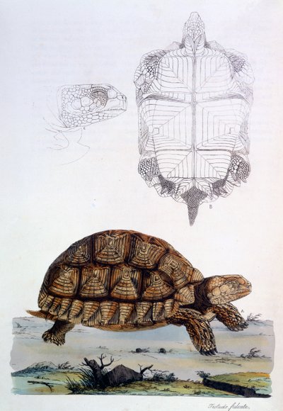 Testudo Sulcata, 1796 de John Frederick Miller