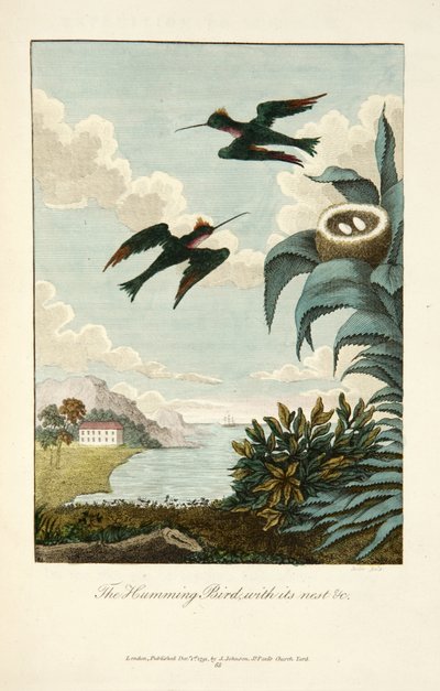 Colibrí, con su nido de John Gabriel Stedman