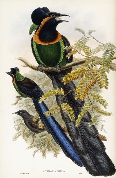 Astrapia de Arfak de John Gould