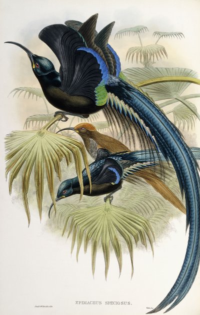 Gran ave del paraíso de pico de hoz de John Gould