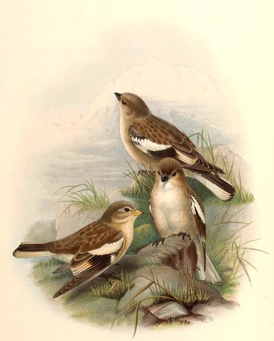 Montifringilla adamsi de John Gould