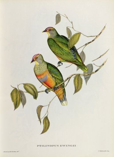 Ptilinopus Ewingii de John Gould