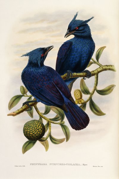 Manucode púrpura y violeta de John Gould