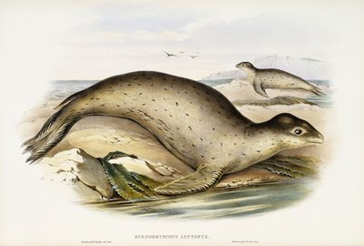 Leopardo marino de John Gould