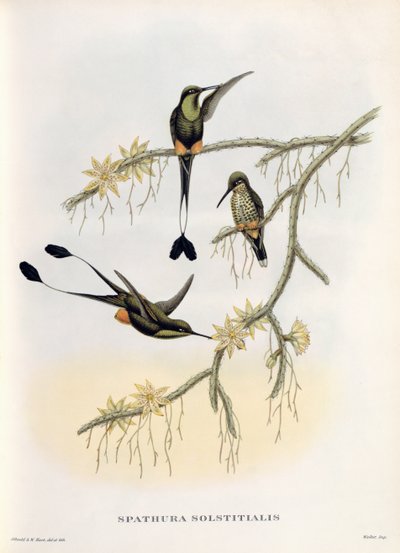 Spathura Solstitialis de John Gould