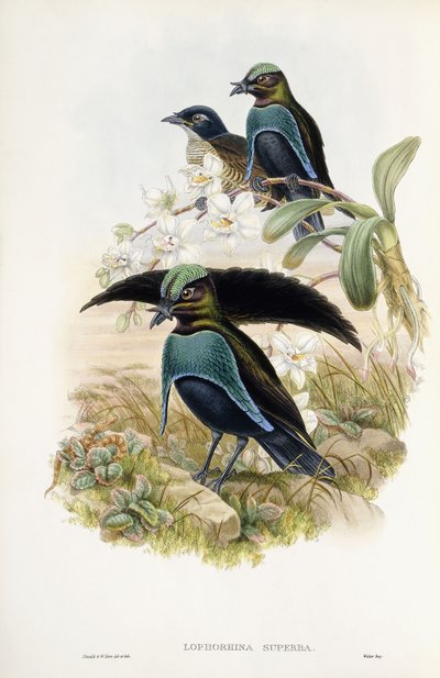 Ave del paraíso soberbia de John Gould