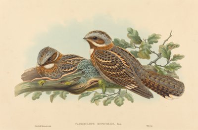 Caprimulgus Ruficollis de John Gould and H.C. Richter