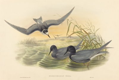 Hydrochelidon nigra de John Gould and H.C. Richter