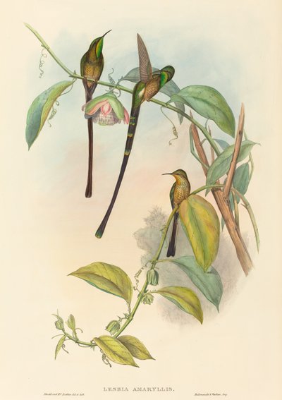 Lesbia Amaryllis de John Gould and H.C. Richter