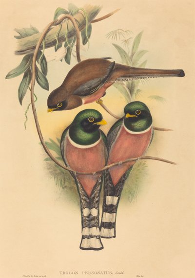 Trogan personatus de John Gould and H.C. Richter