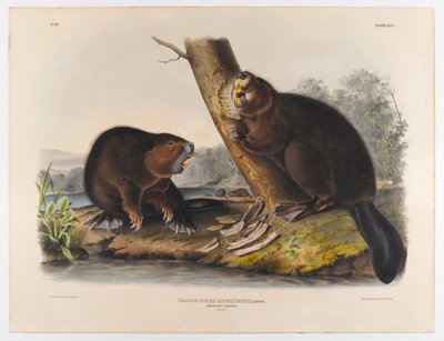 Castor americano, 1844 de John James Audubon