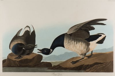 Ganso brant de John James Audubon