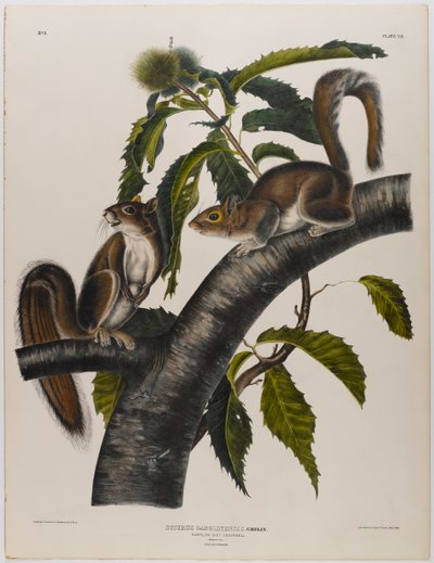 Ardilla gris de Carolina de John James Audubon