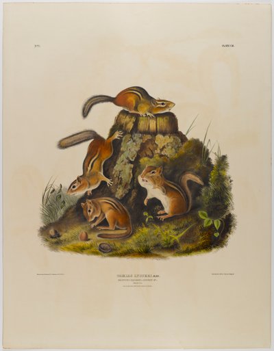 Ardilla rayada de John James Audubon