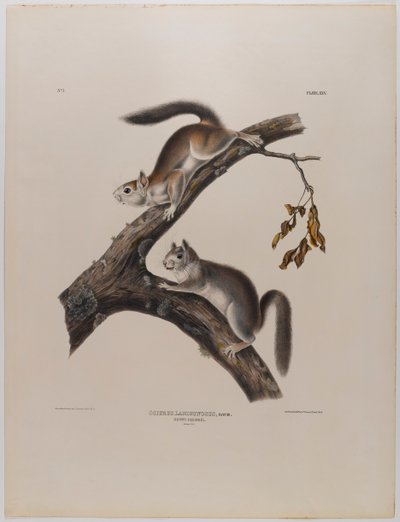 Ardilla peluda de John James Audubon