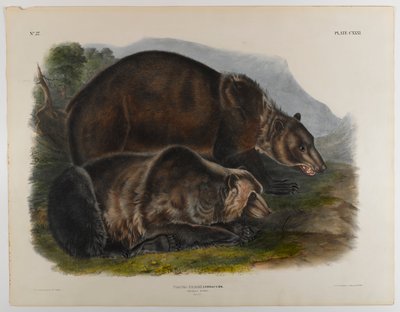 Oso grizzly de John James Audubon