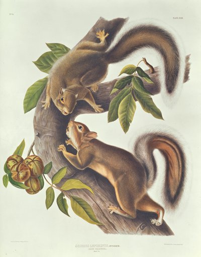 Ardilla Liebre (Sciurus Leoporinus) de John James Audubon